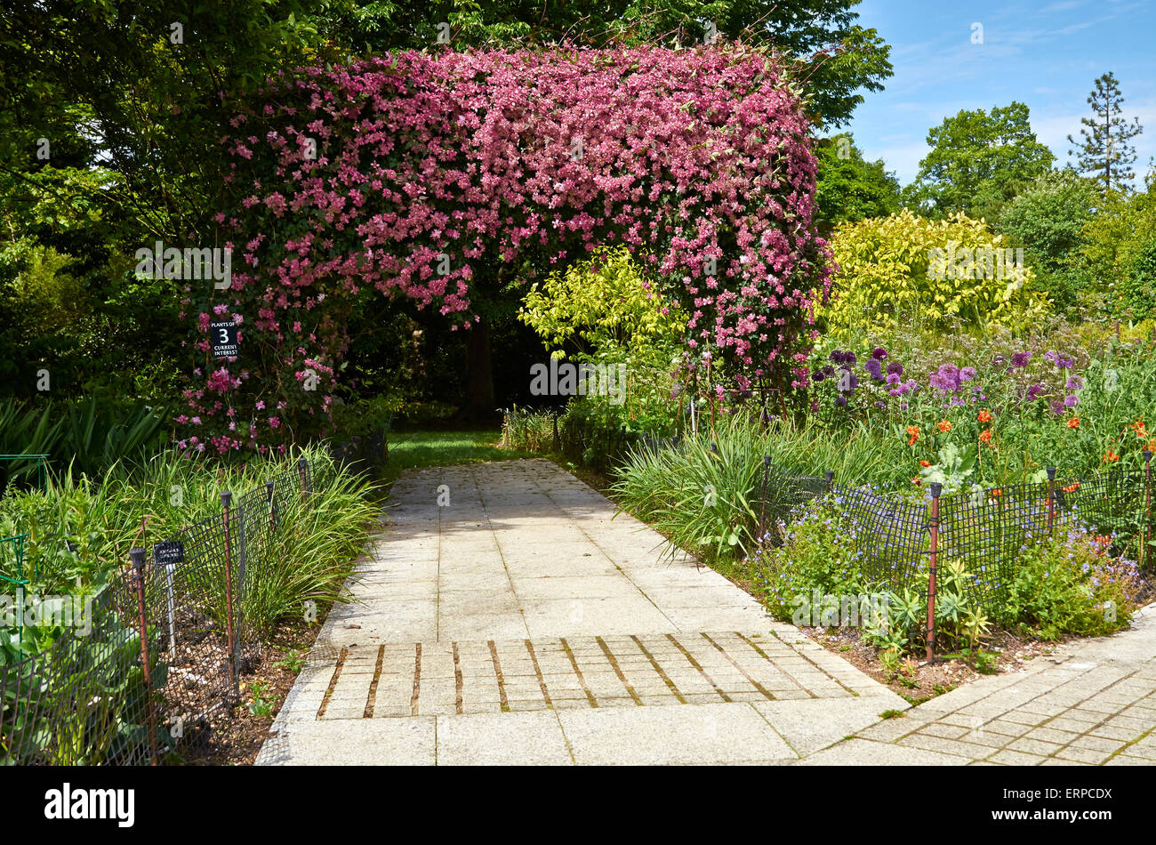 La clematide 'Broughton Star' forma una gloriosa banda di colore sopra un graticcio arch trovanella centenario frontiera, Harold Hillier giardini. Foto Stock