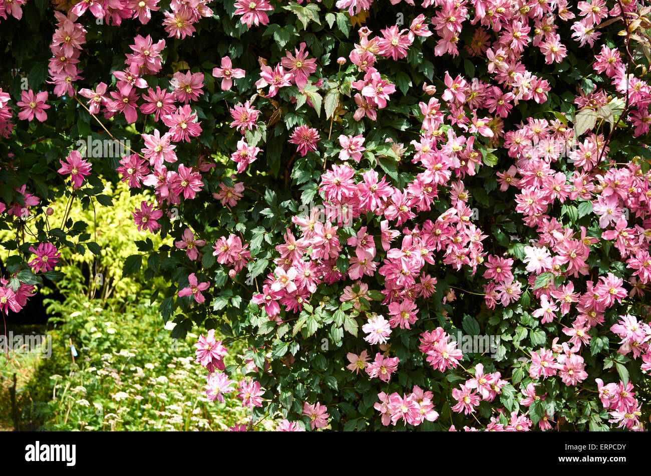 La clematide 'Broughton Star' forma una gloriosa banda di colore sopra un graticcio arch trovanella centenario frontiera, Harold Hillier giardini. Foto Stock