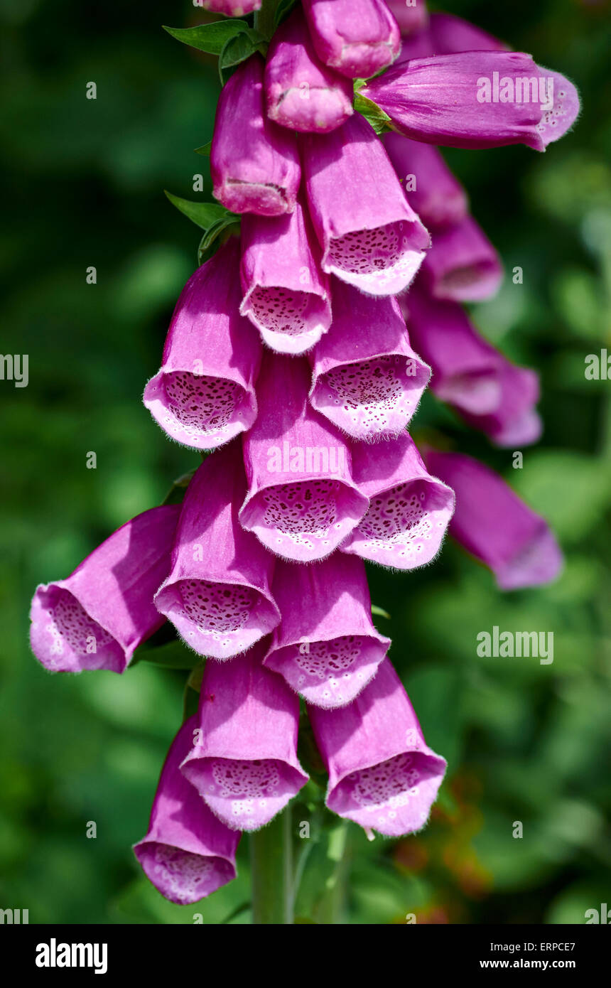 Digitalis purpurea (foxglove, comune foxglove, viola foxglove o lady del guanto) è una fonte di digossina, un cuore di farmaco. Foto Stock