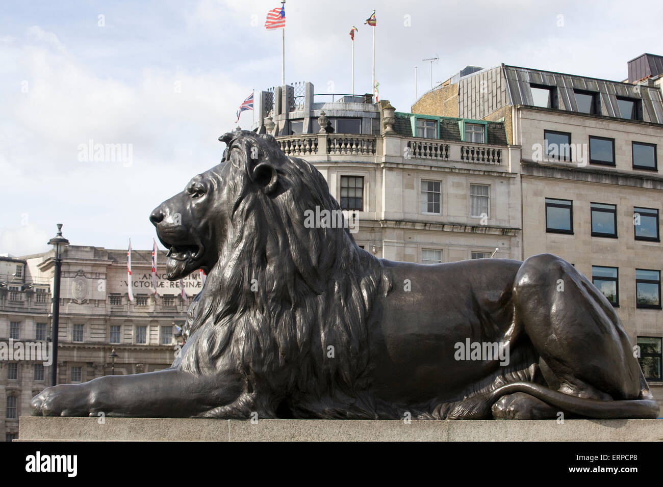 Uno dei quattro famosi leoni a Trafalgar Square London Inghilterra England Foto Stock