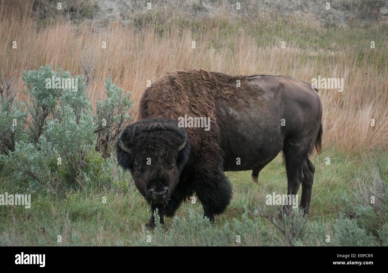 Bisonti americani o bufalo americano (Bison bison) bull pascolare nel Parco nazionale Theodore Roosevelt, North Dakota. Bison sono t Foto Stock