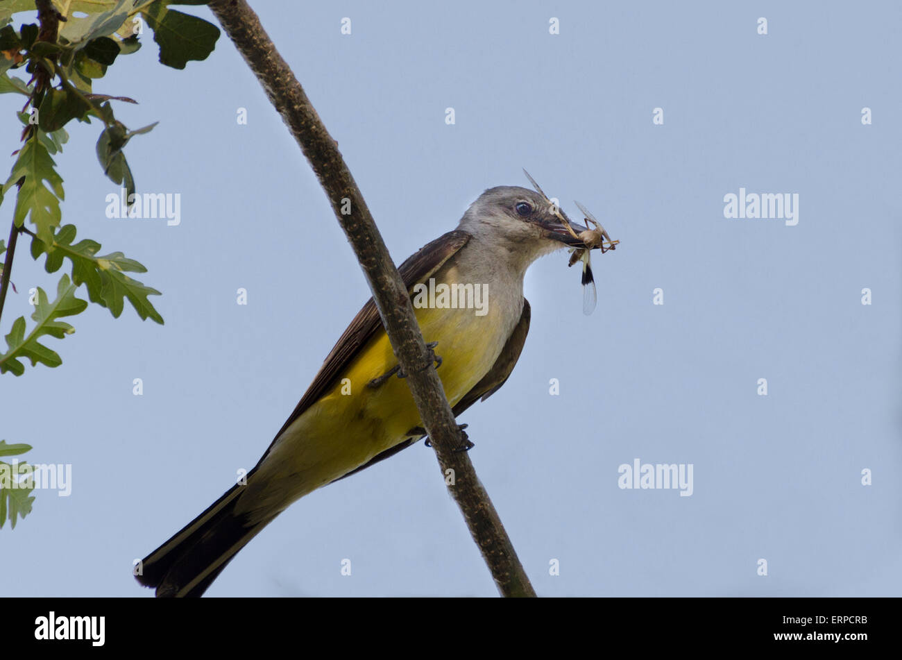 Un Western Kingbird adulto (Tyrannus verticalis) un flycatcher con un dragon-fly catture si prepara per la alimentazione di un nido della prole. Sacram Foto Stock