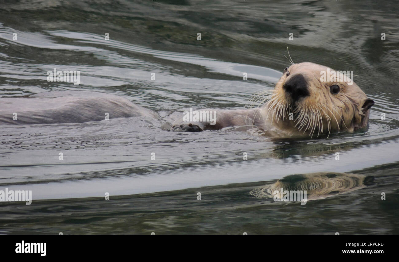 Sea Otter (Enhydra lutris). Le lontre marine sono uno dei più piccoli del mammifero marino famiglia ma uno dei più grandi della donnola Foto Stock