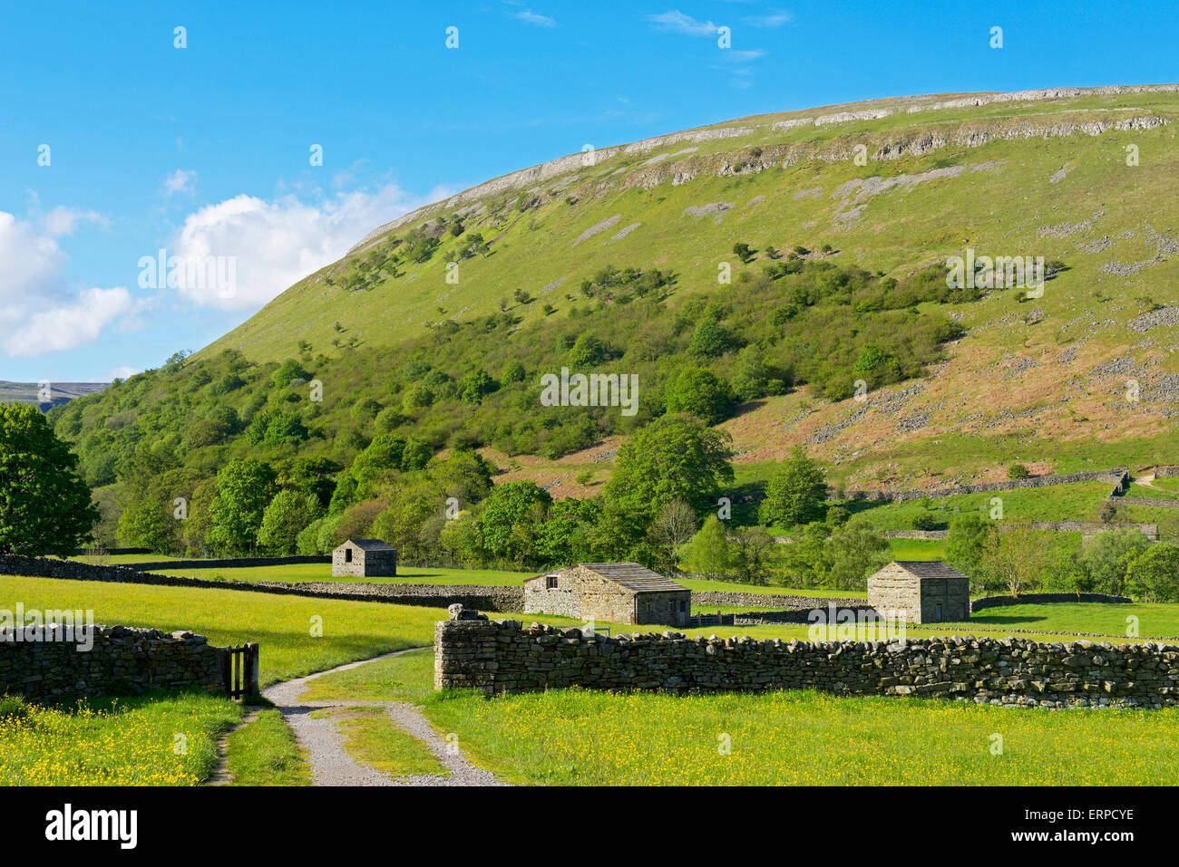 Prati fioriti nei pressi Muker, Swaledale, Yorkshire Dales National Park, North Yorkshire, Inghilterra, Regno Unito Foto Stock