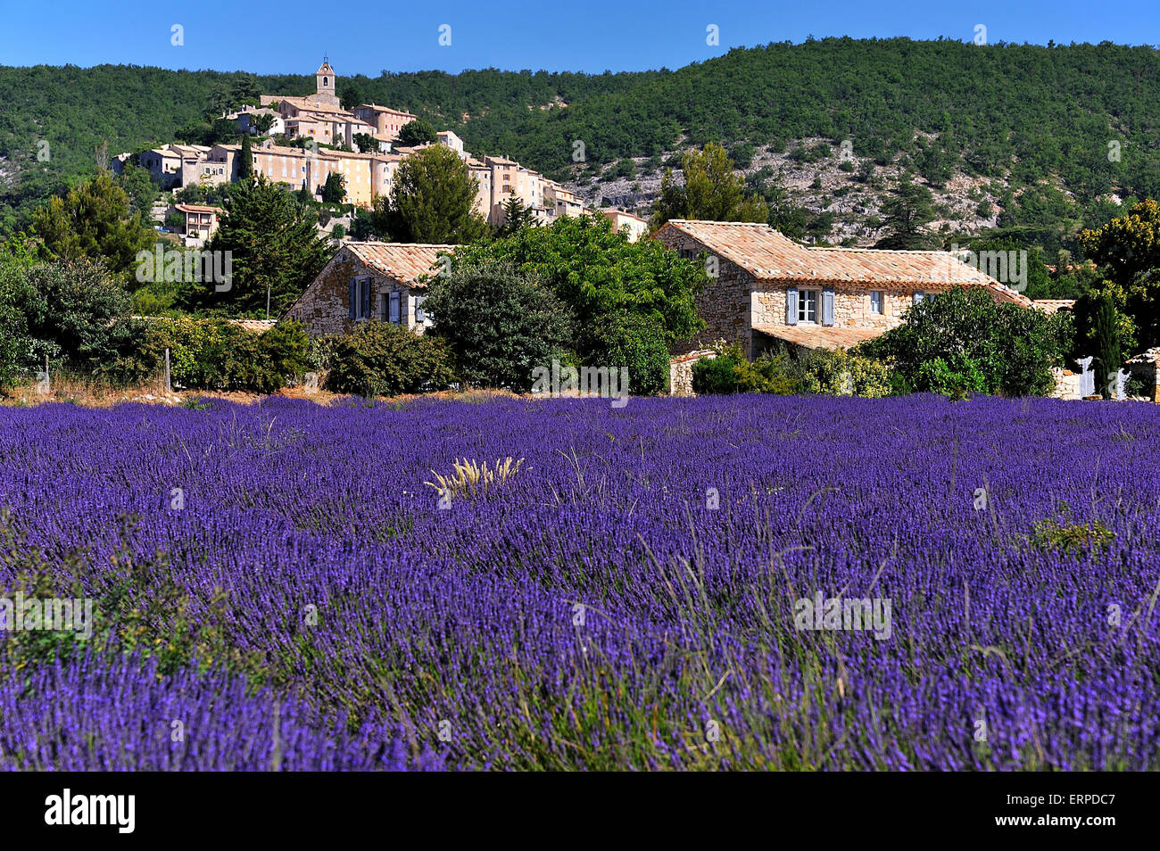 Villaggio Banon in Provenza e campi di lavanda Foto Stock