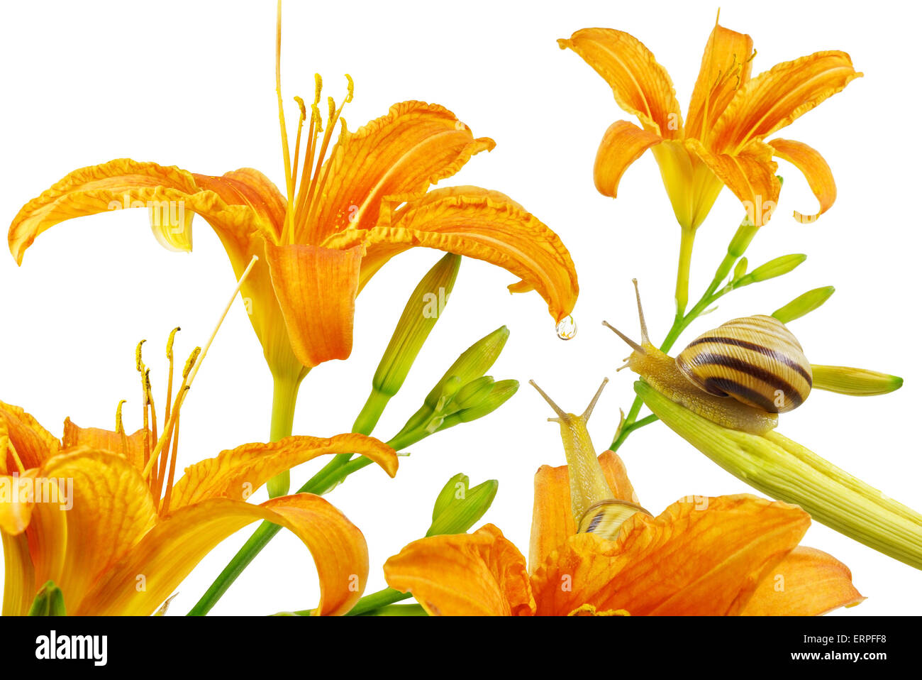 Il Lilium, giglio rosso fiori e coppia di lumache guardando a goccia d'acqua, isolato su sfondo bianco. Foto Stock