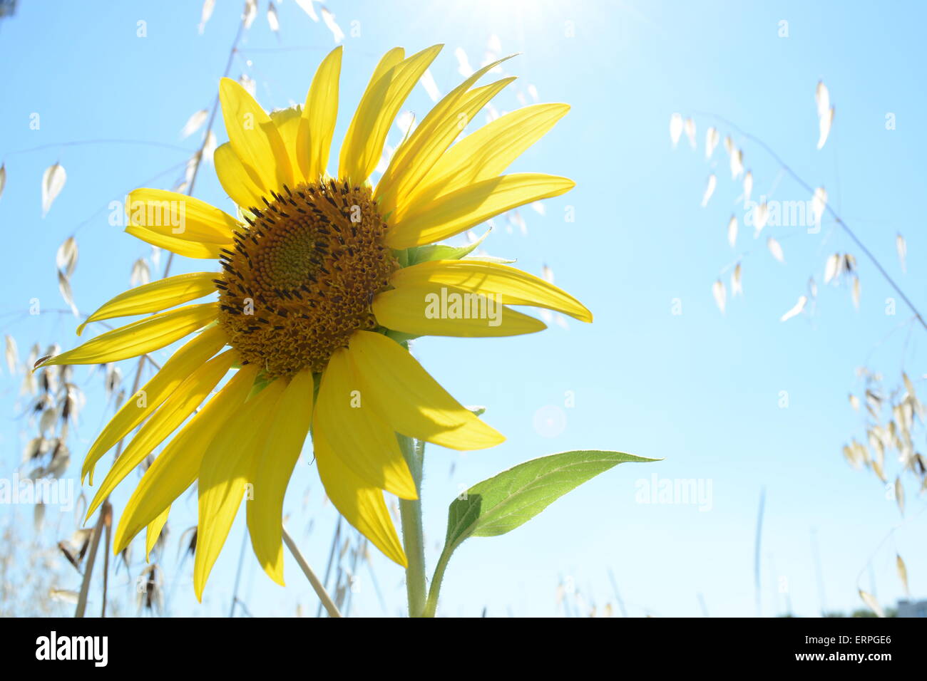 Girasole singolo in fiore su sfondo di erbe e di cielo blu chiaro con una svasatura di Sun Foto Stock