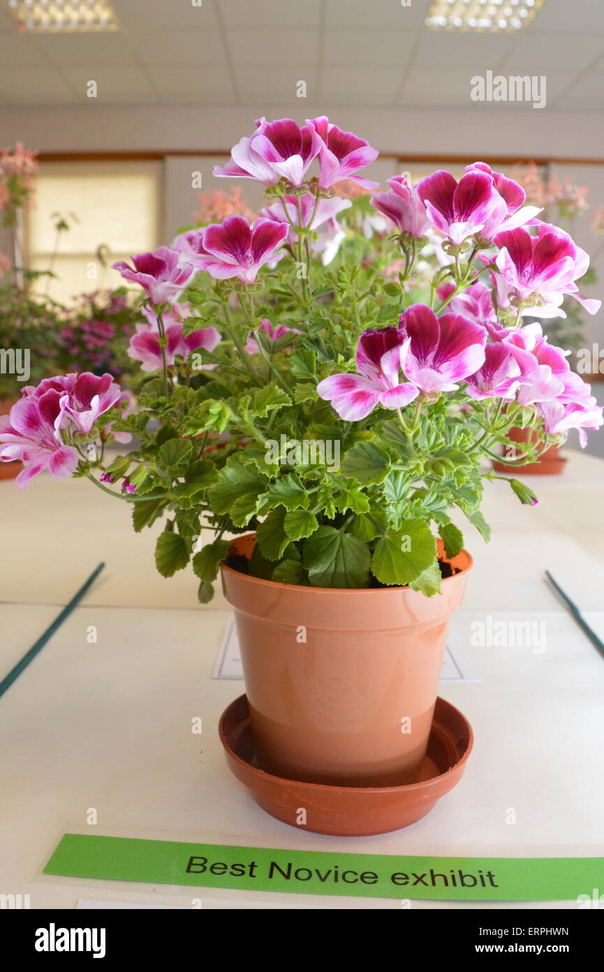 Miglior debuttante geranio esposto alla Mostra del fiore. Vivienne Johnson/Alamy Live News Foto Stock