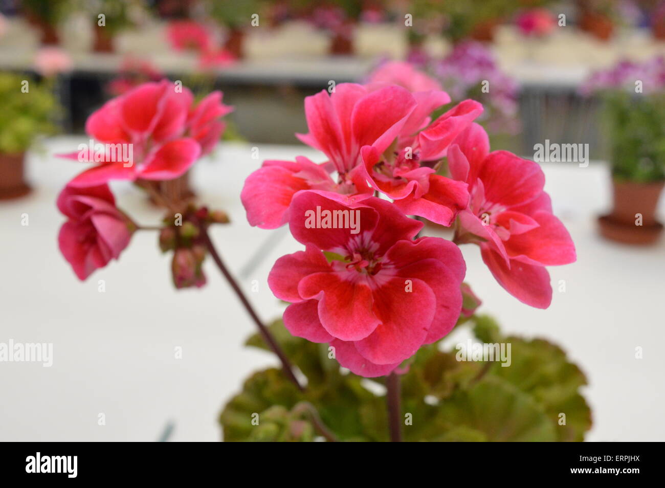 Close up di geranio che ha vinto il secondo premio per la foglia verde doppio stelo. Vivienne Johnson/Alamy Live News Foto Stock