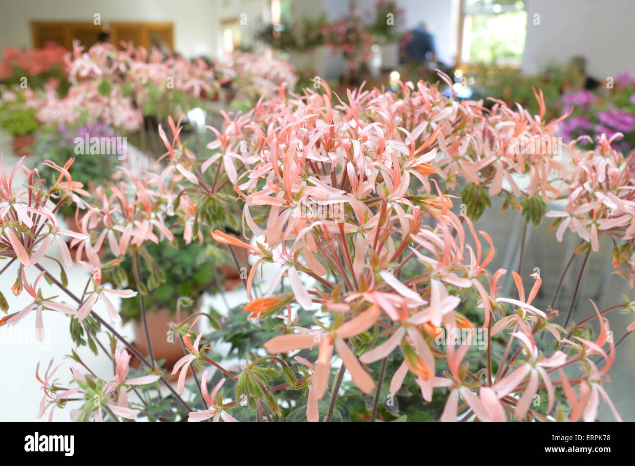 Close up di geranio presentano a flower show. Vivienne Johnson/Alamy Live News Foto Stock