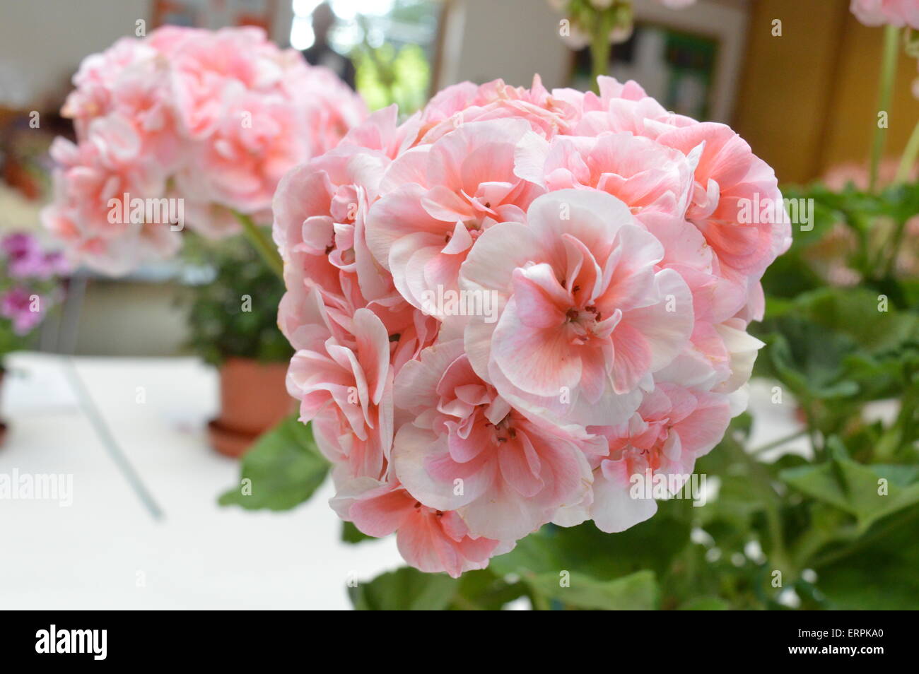 Geranio vincente a Earley fucsia e geranio flower show. Vivienne Johnson/Alamy Live News Foto Stock