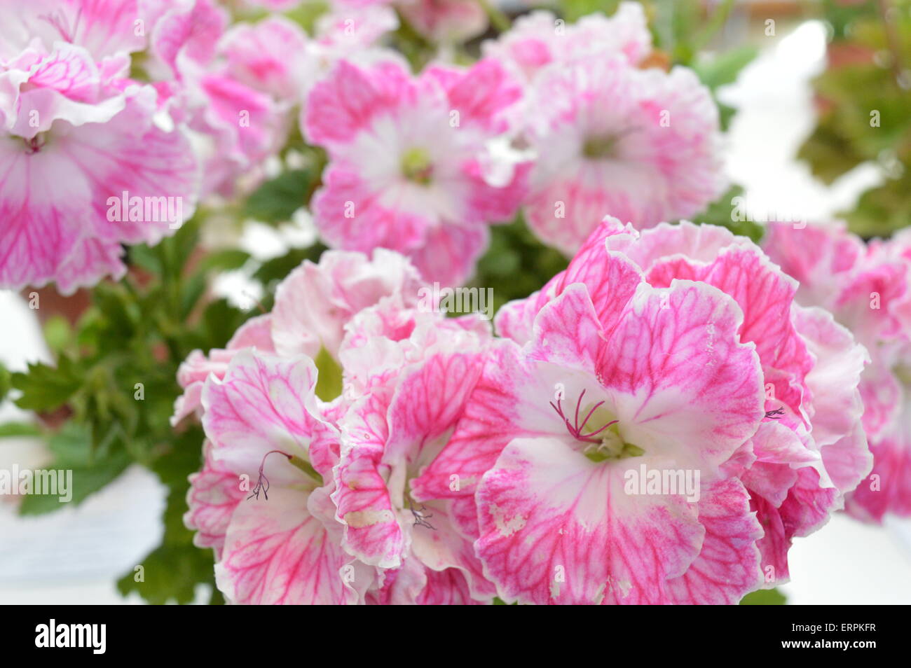 In prossimità di una vincita geranio, rosa e bianco fiori variegato. Vivienne Johnson/Alamy Live News Foto Stock