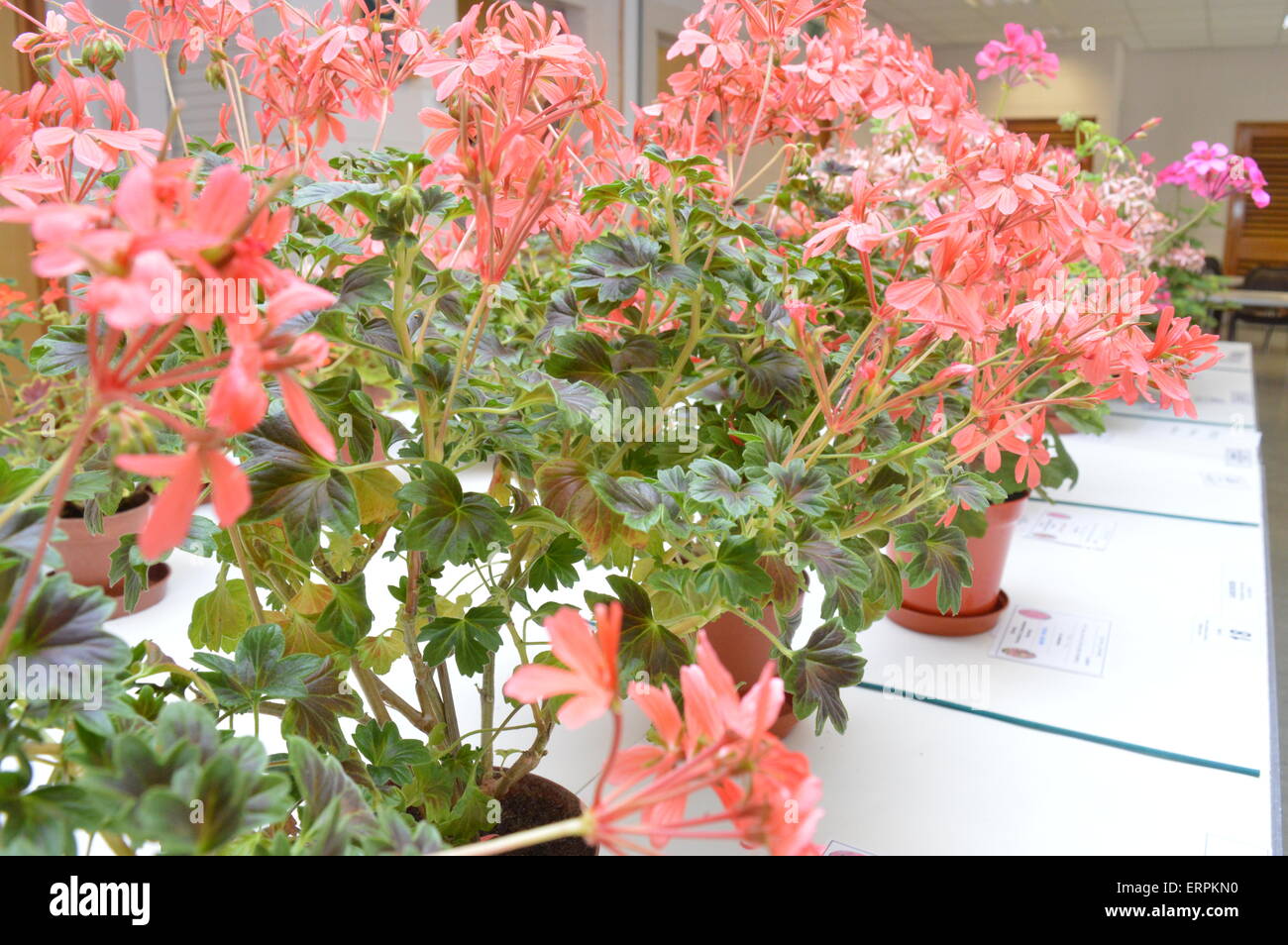 Espone a Earley fucsia e geranio flower show. Vivienne Johnson/Alamy Live News Foto Stock