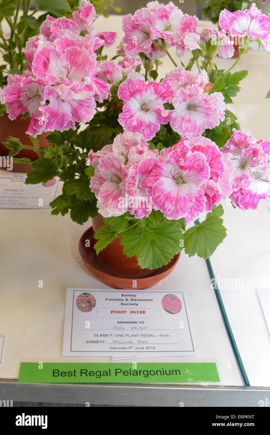 Il primo premio, standard pelargonium, fiore rosa, geranio, flower show. Vivienne Johnson/Alamy Live News Foto Stock