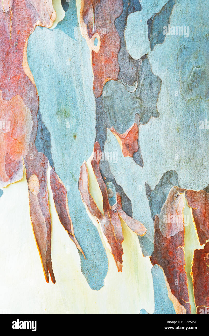 corteccia di albero di gomma Foto Stock