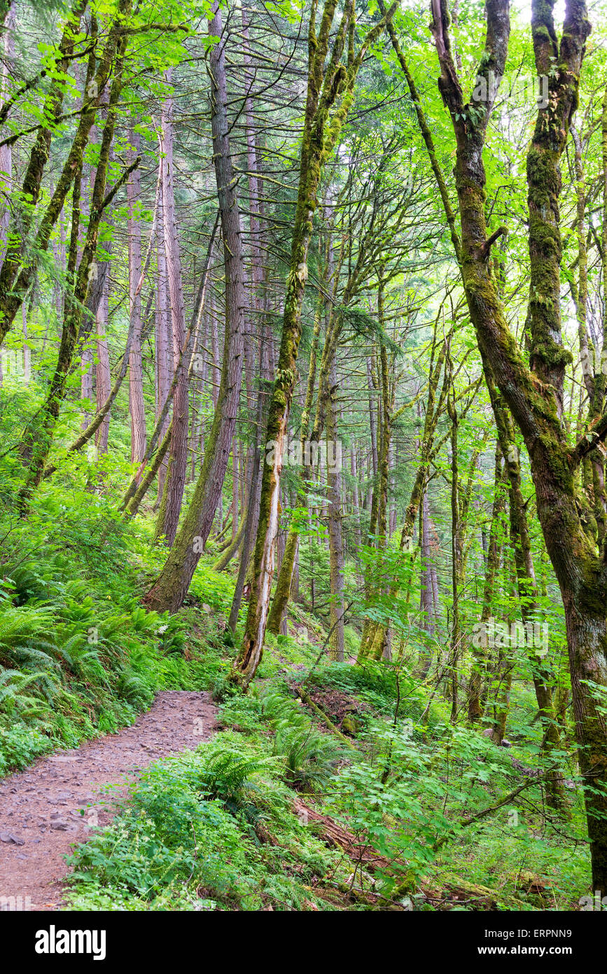 Il sentiero conduce attraverso un bosco in Columbia River Gorge in Oregon Foto Stock