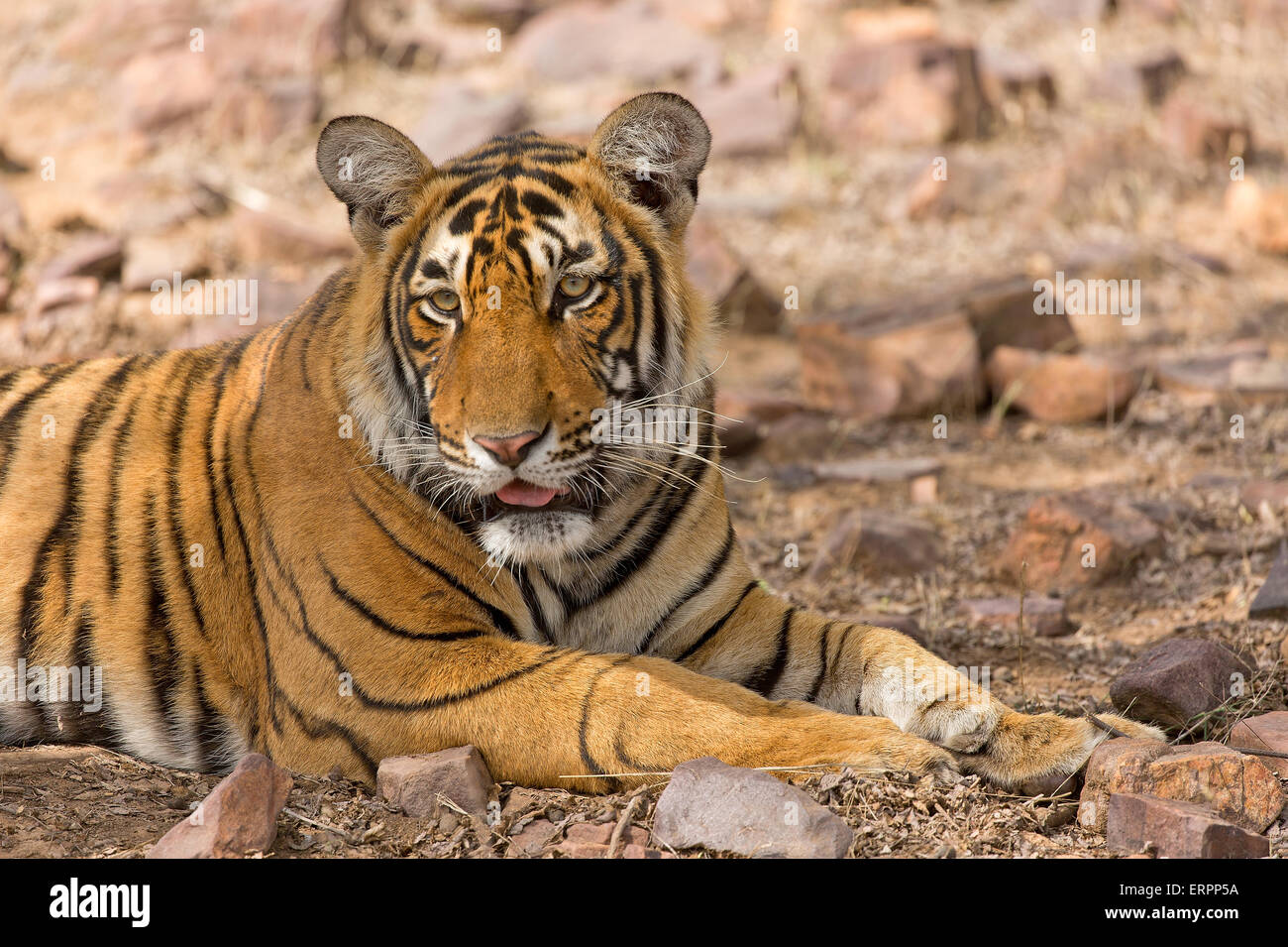 Una seduta della tigre Foto Stock