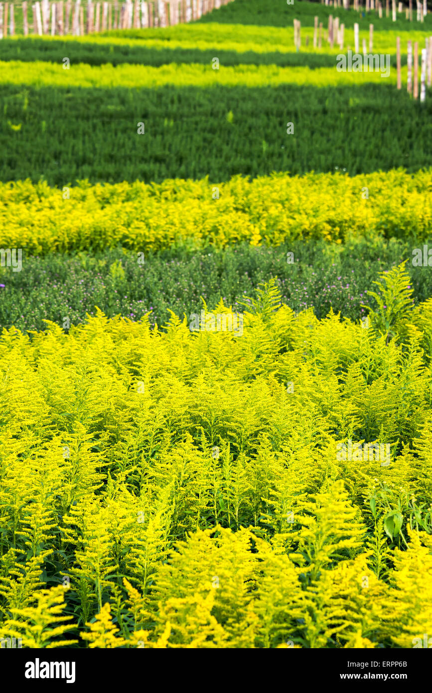 Le diverse sfumature di verde in un campo di piante di fiori vicino a Quito, Ecuador Foto Stock