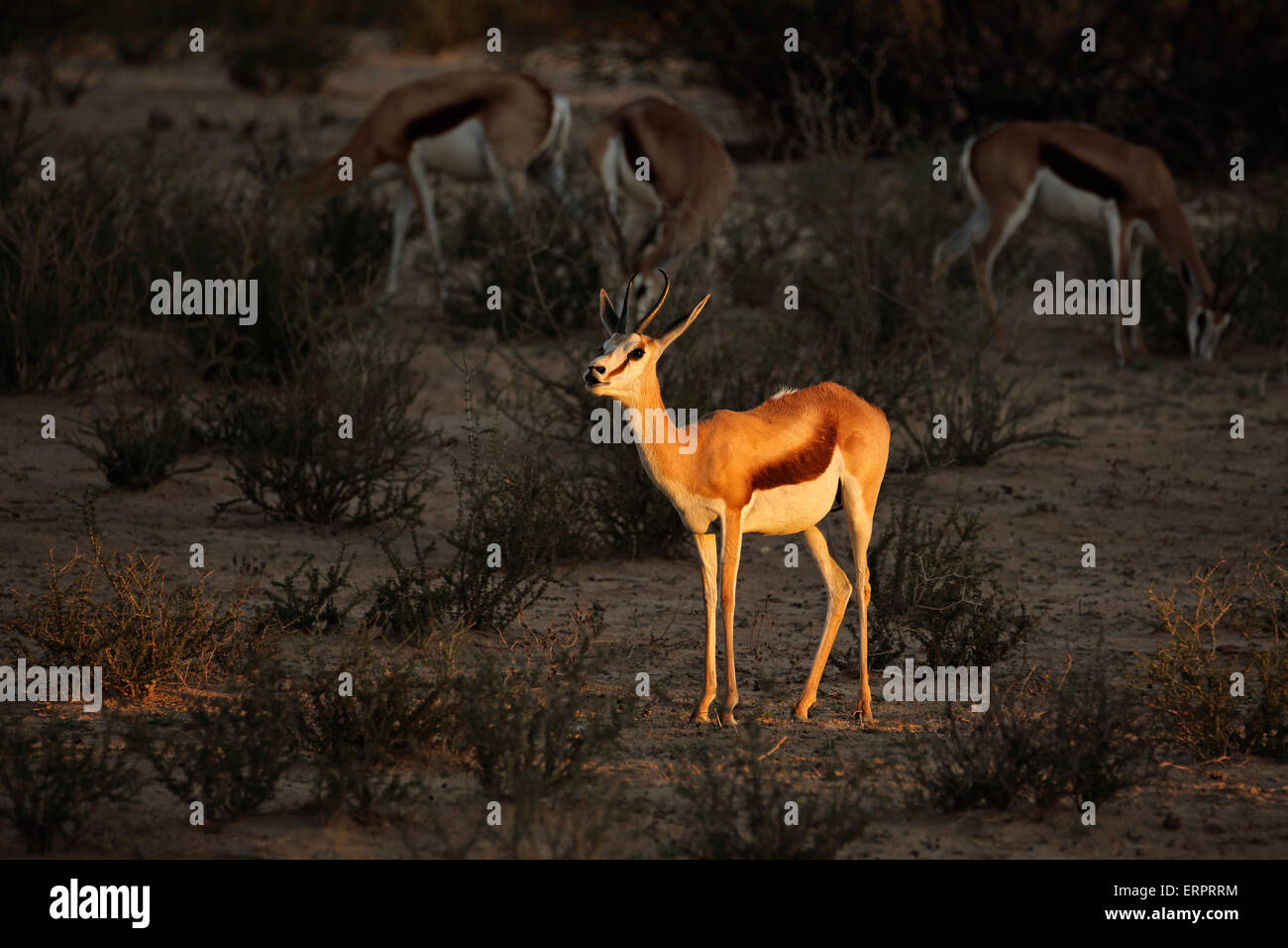 Un springbok antilope (Antidorcas marsupialis) nel tardo pomeriggio di luce, deserto Kalahari, Sud Africa Foto Stock