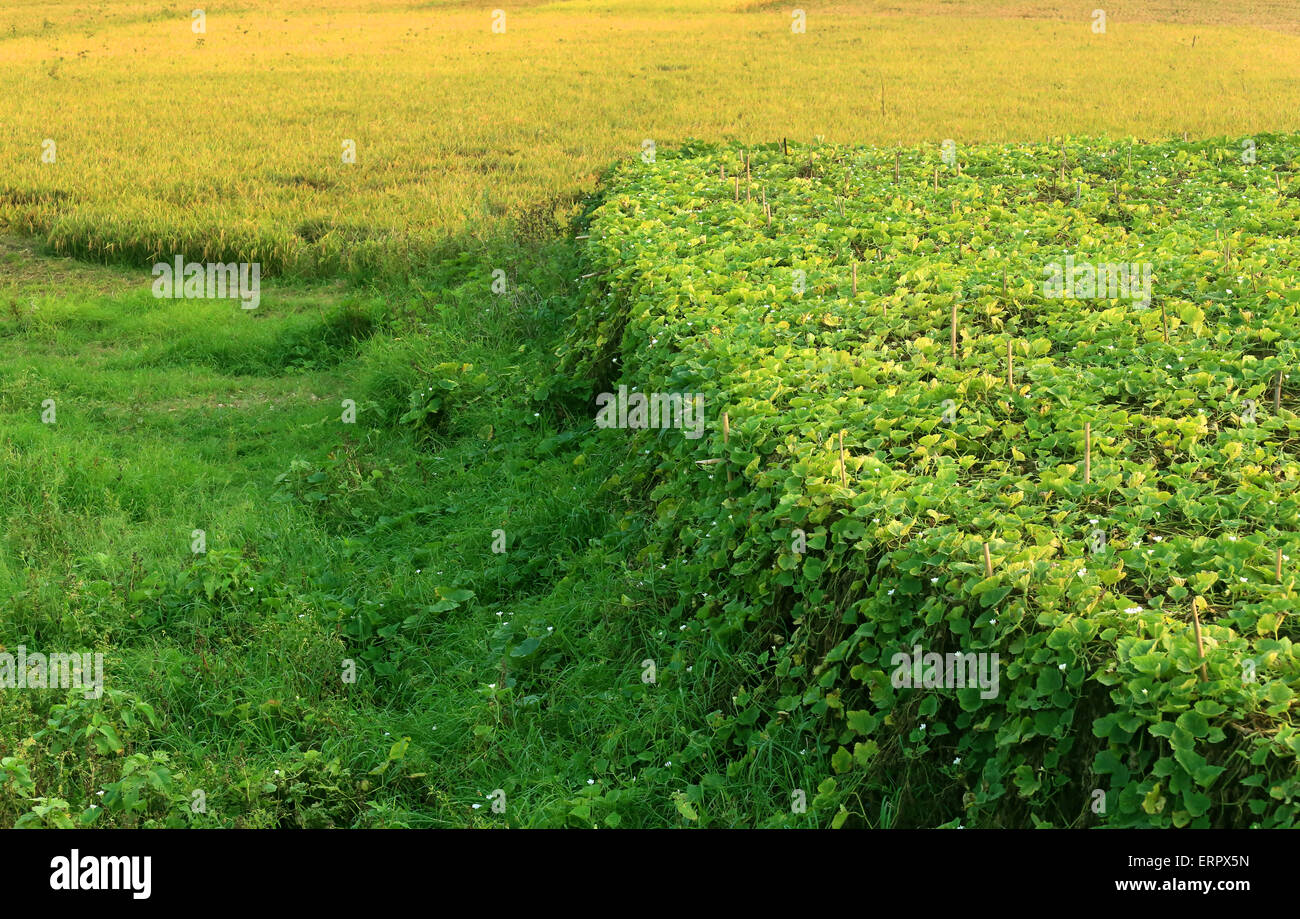 Il verde dei prati e campo vegetale nelle zone rurali del Bangladesh Foto Stock
