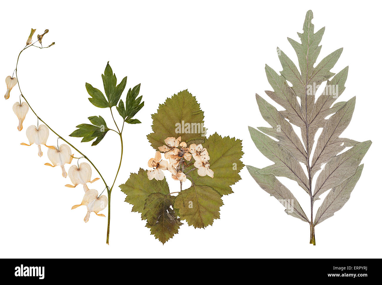 Set di wild pressato a secco di fiori e foglie, isolato Foto Stock