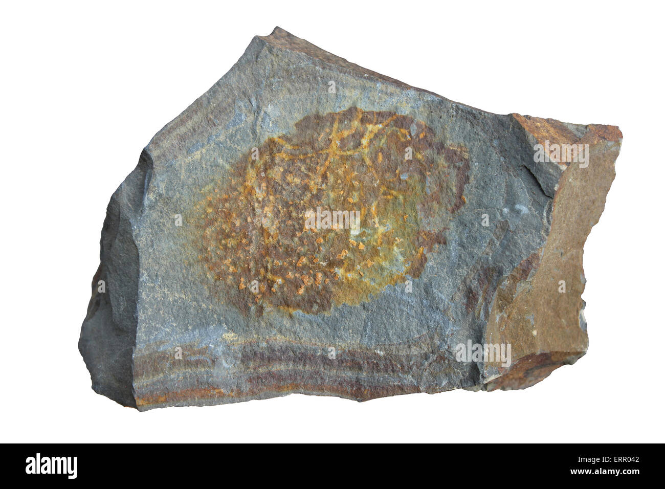 Ferro sferoidali-area ricca in un blocco Siltstone da Coed Llangwyfan, Denbighshire, Galles Foto Stock