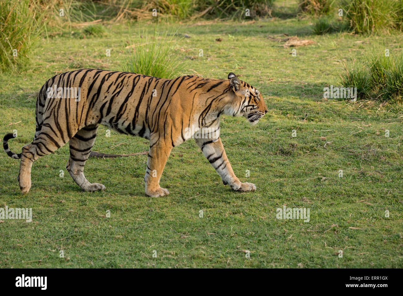 A Tiger passeggiate nel lussureggiante verde erba Foto Stock