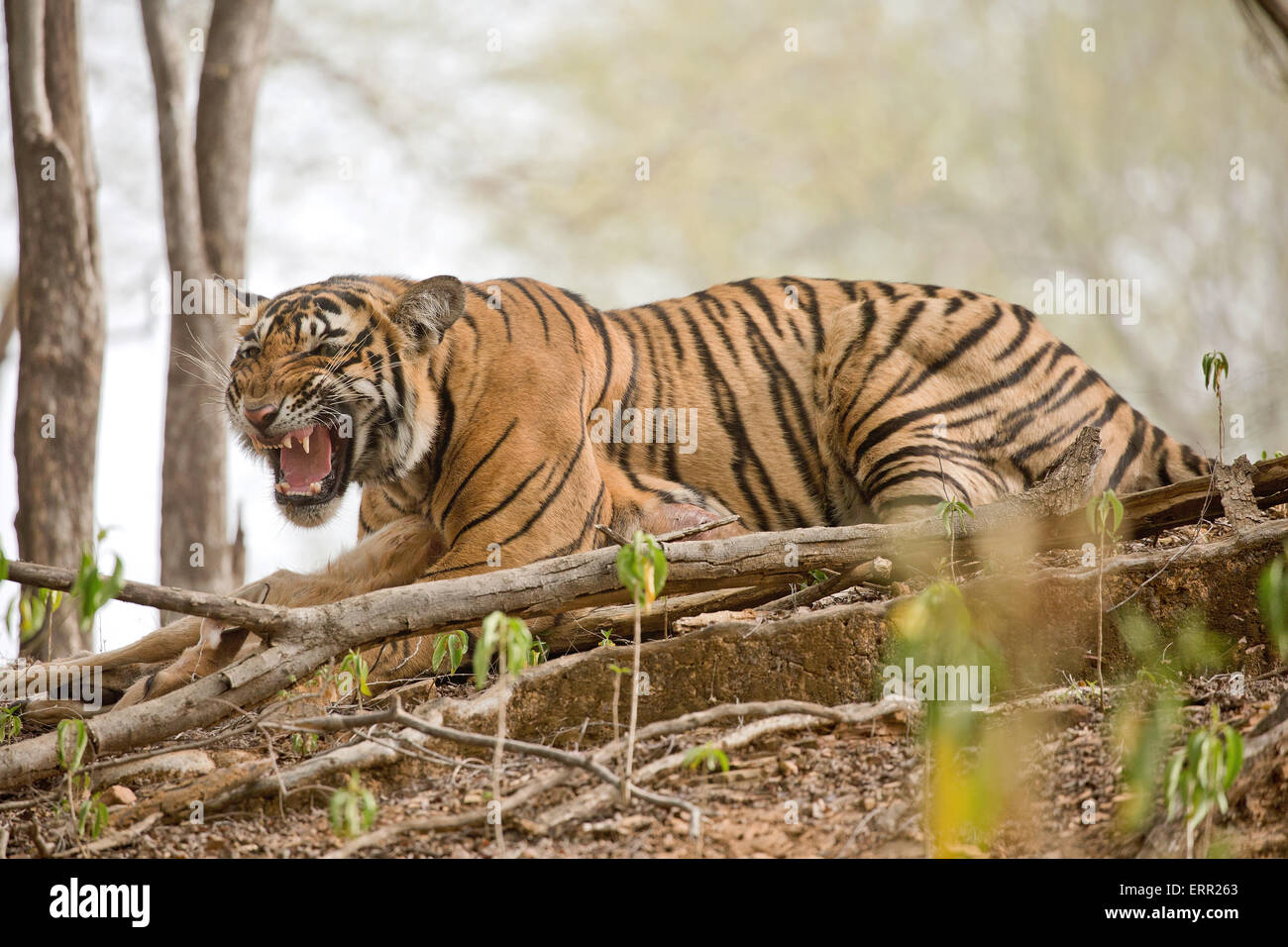 Una tigre con un cervo maculato kill Foto Stock