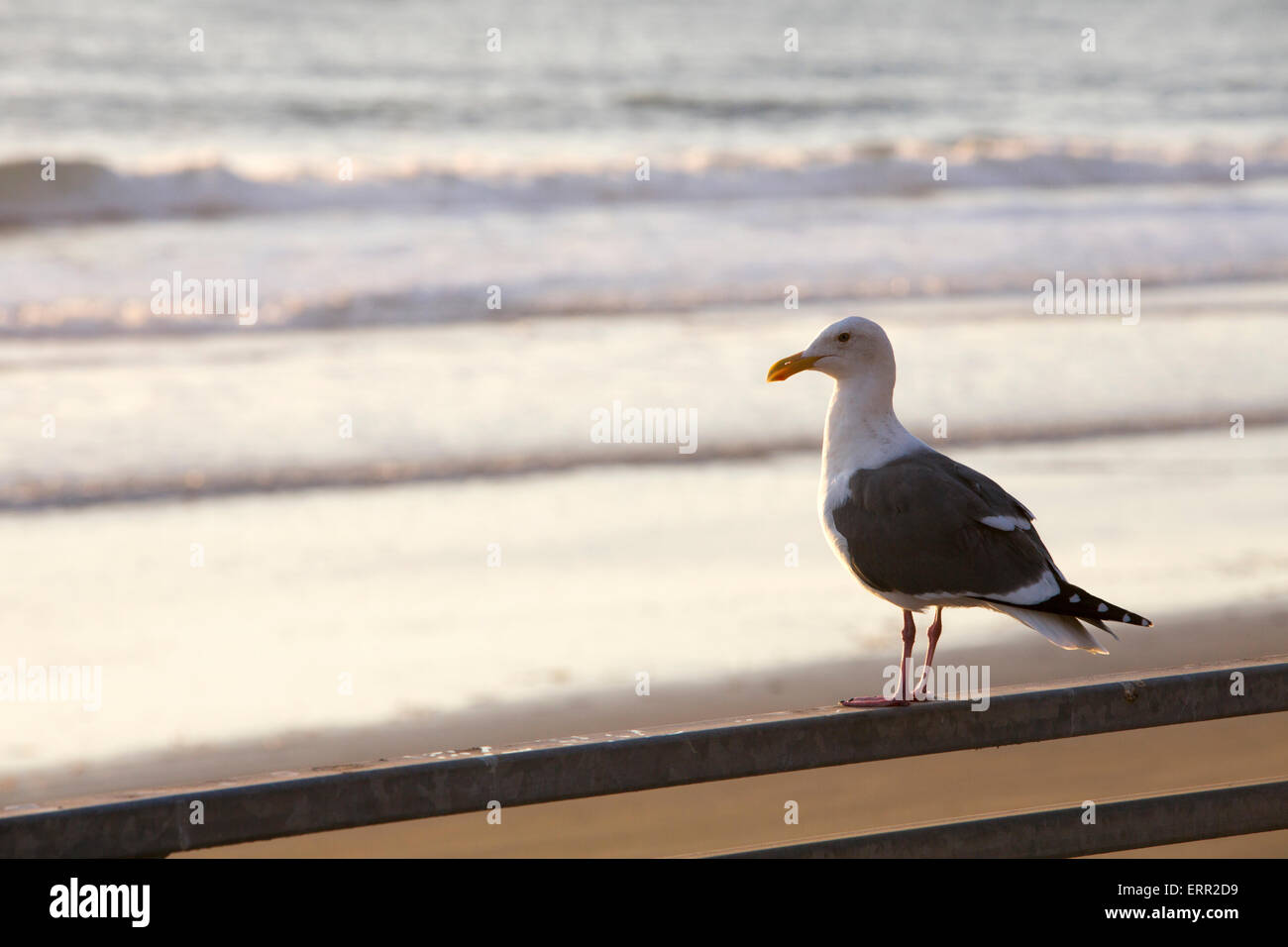 Seagull seduto sulla ringhiera da spiaggia Foto Stock