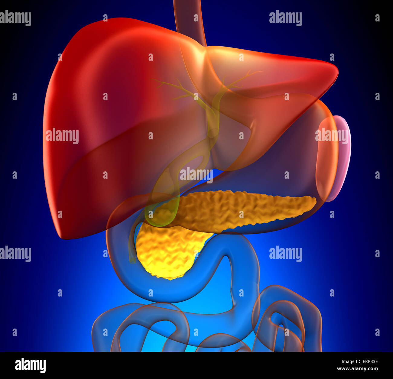Il pancreas sezione trasversale reale anatomia umana - su sfondo blu Foto Stock