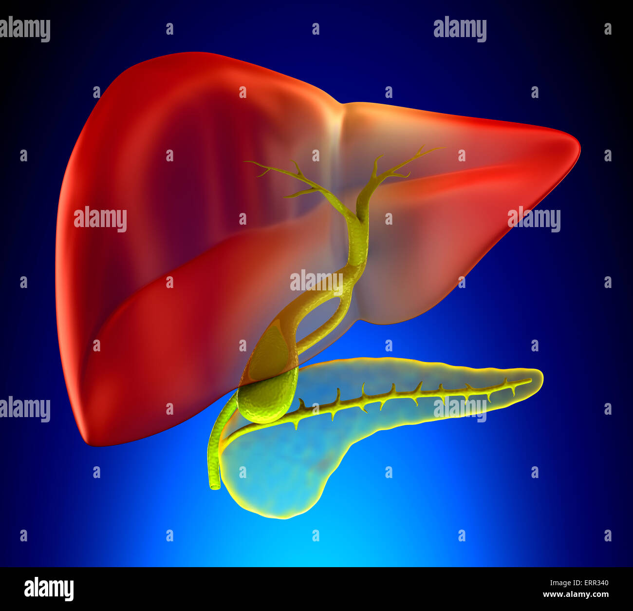 Cistifellea sezione trasversale reale anatomia umana - su sfondo blu Foto Stock