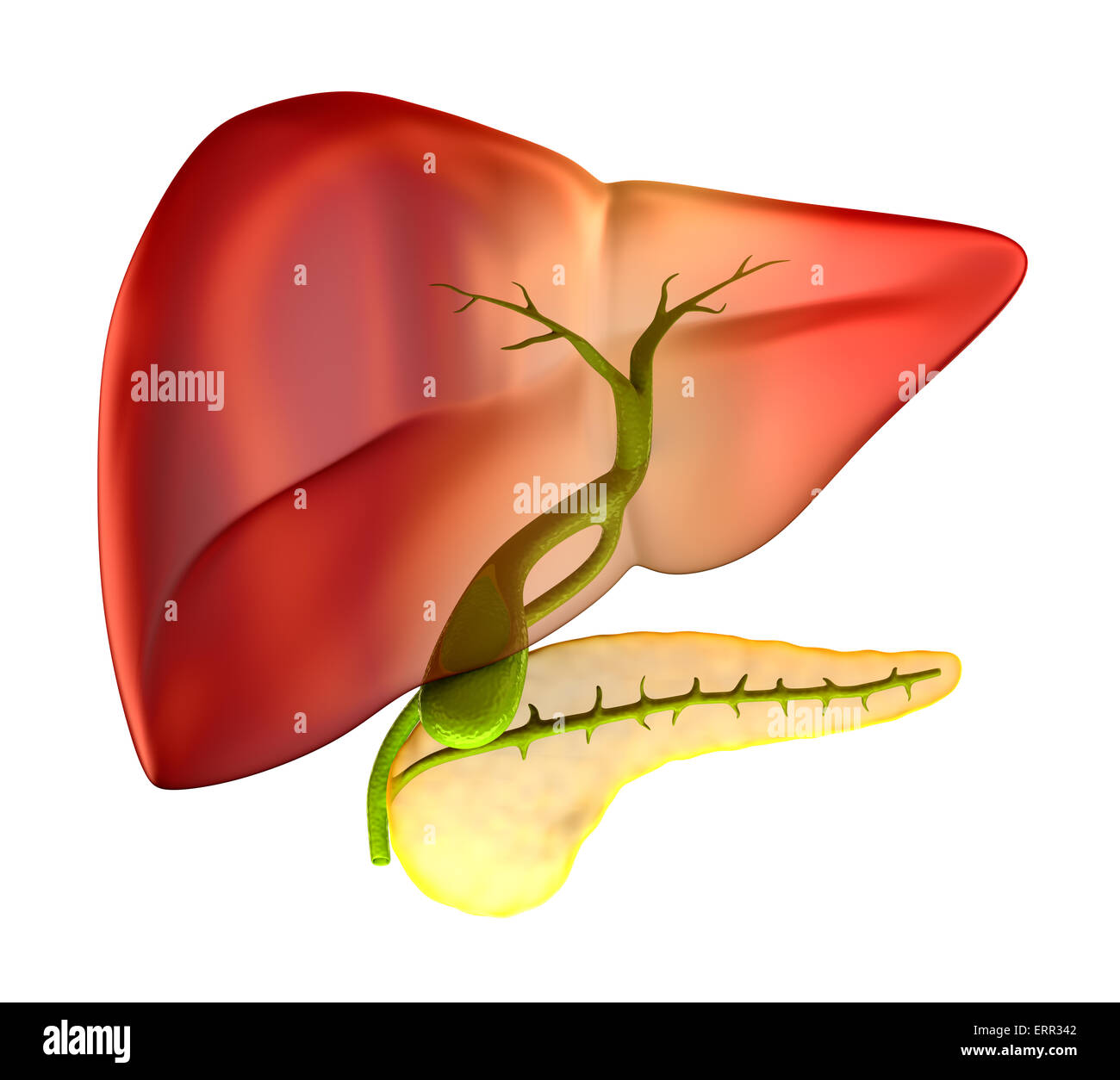Cistifellea sezione trasversale reale anatomia umana - isolato su bianco Foto Stock