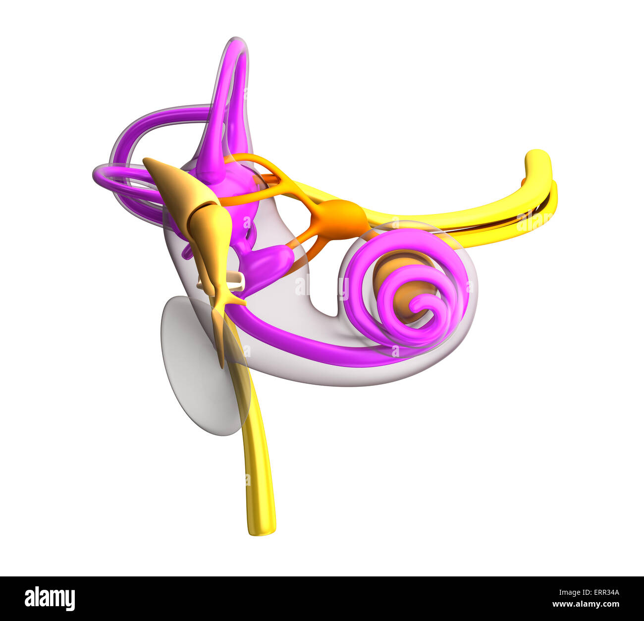 Orecchio interno anatomia isolato su bianco Foto Stock