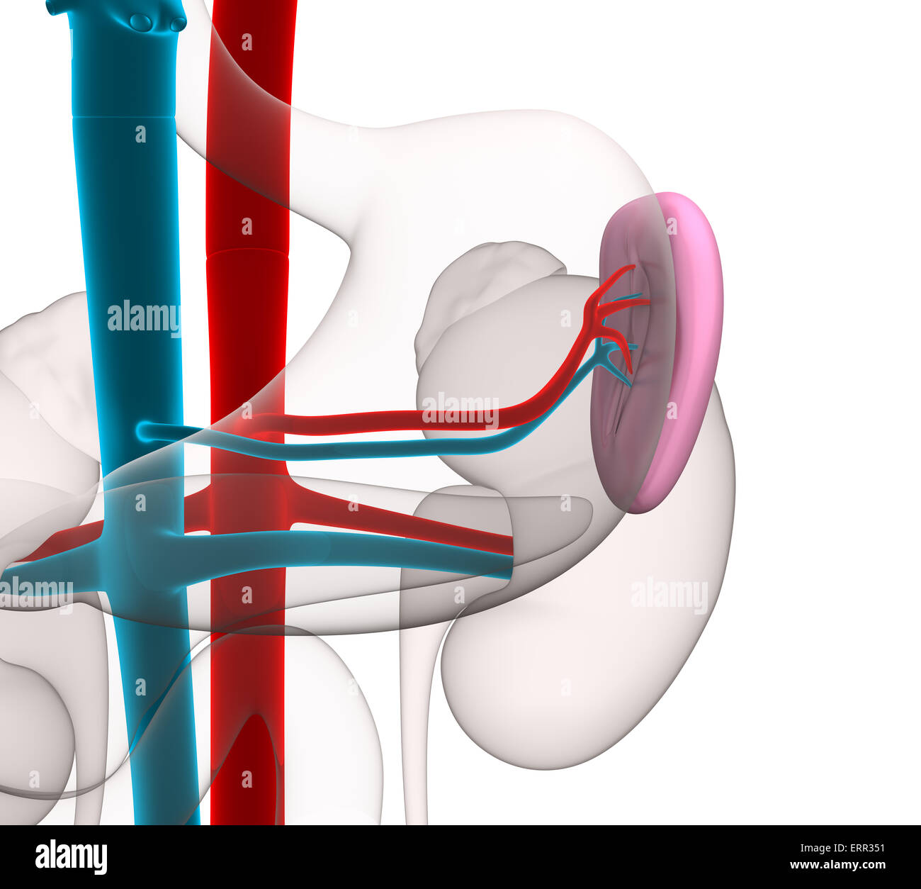 La milza anatomia umana con il sistema circolatorio isolato su bianco Foto Stock