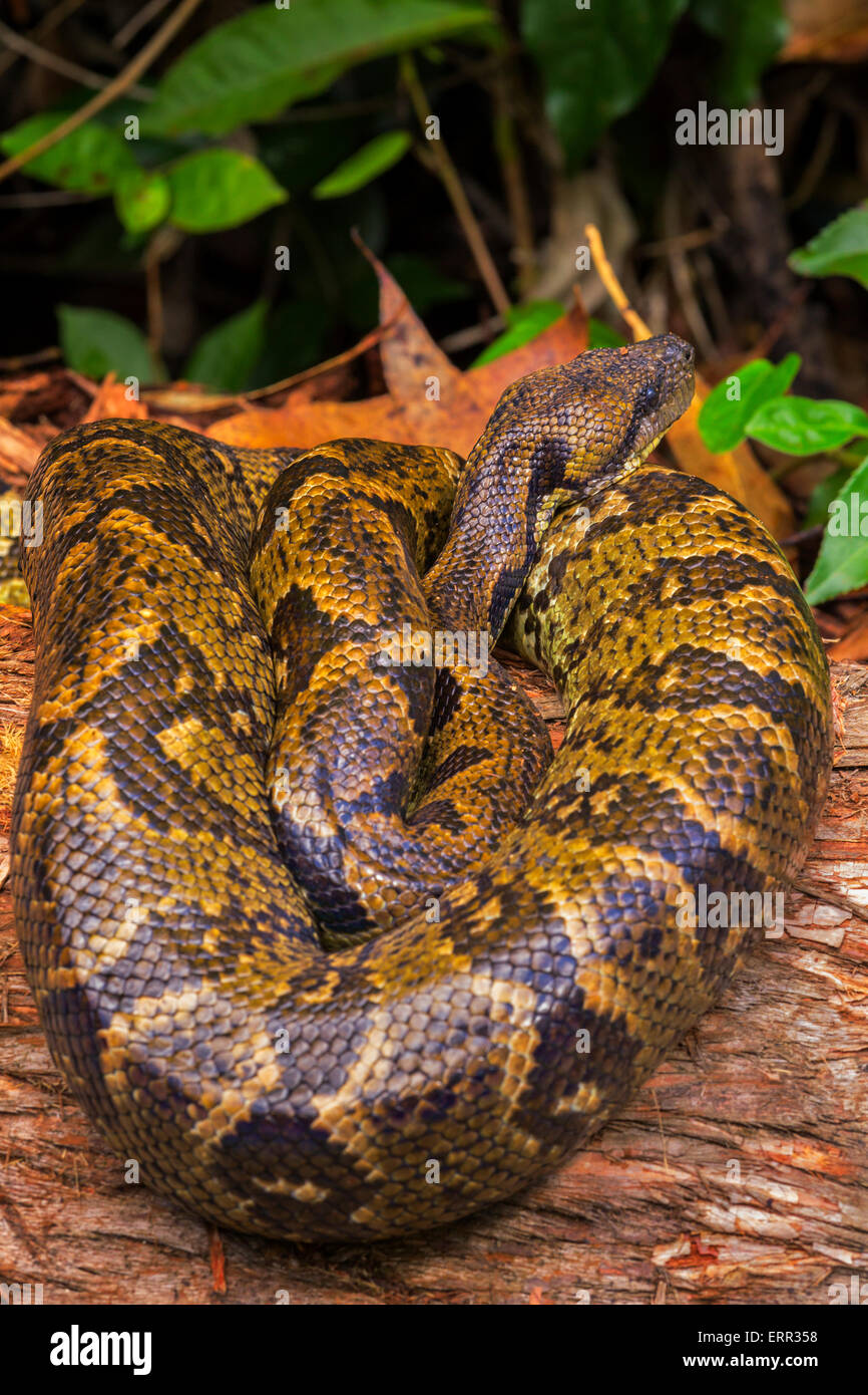 Un Madagascar Boa , Andasibe Mantadia National Park, Madagascar. Foto Stock