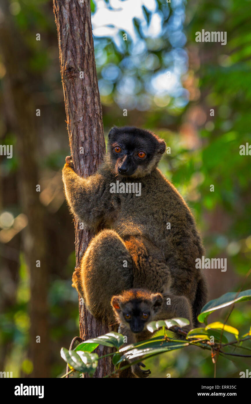 Un comune lemure marrone madre con bambino, Andasibe Mantadia National Park, Madagascar. Foto Stock