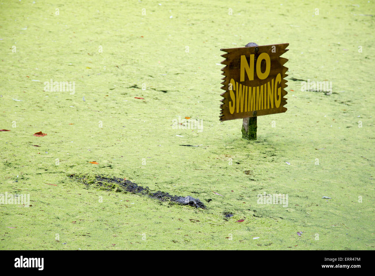 Homosassa Springs, in Florida - un alligatore in una laguna accanto a un 'n' Nuoto segno a Homosassa Springs la fauna selvatica del Parco statale. Foto Stock