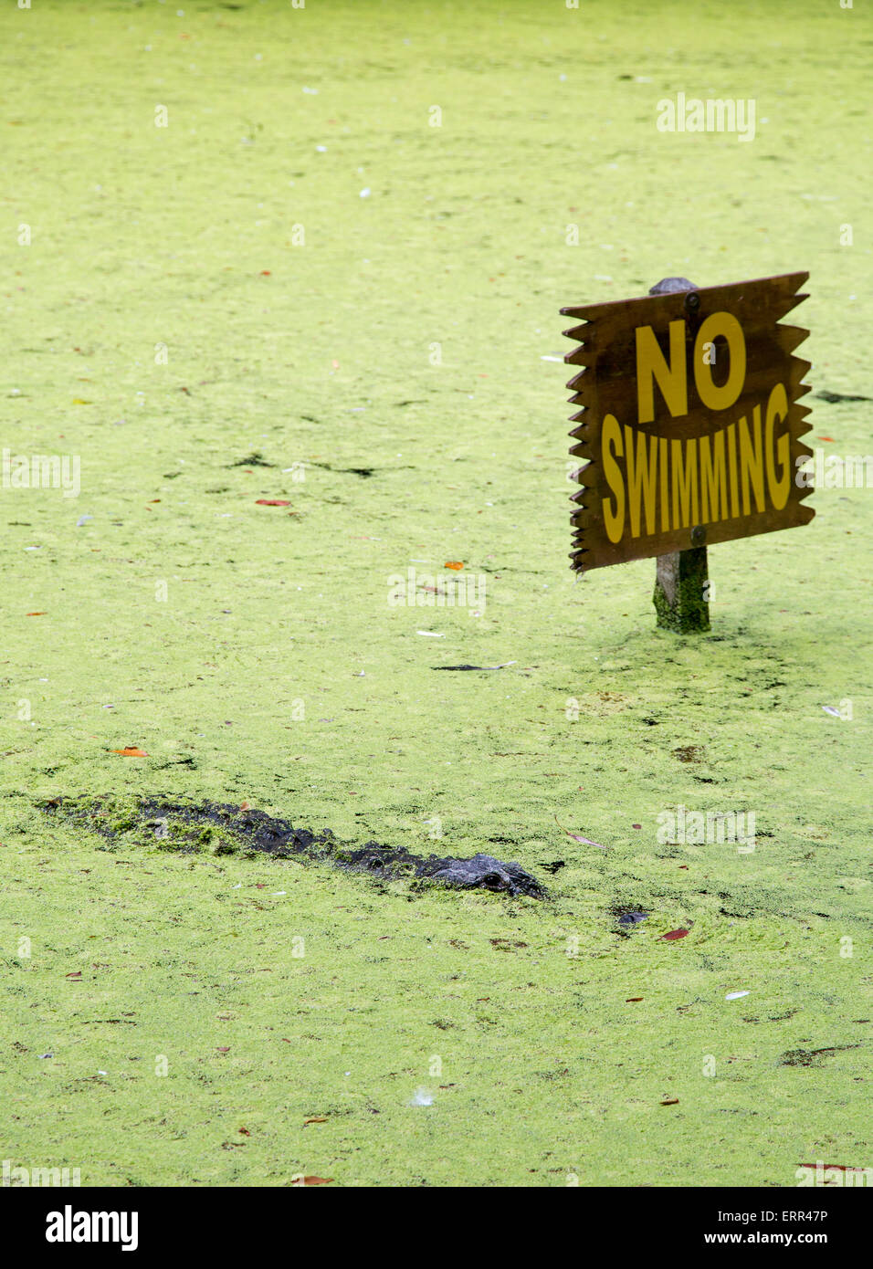 Homosassa Springs, in Florida - un alligatore in una laguna accanto a un 'n' Nuoto segno a Homosassa Springs la fauna selvatica del Parco statale. Foto Stock