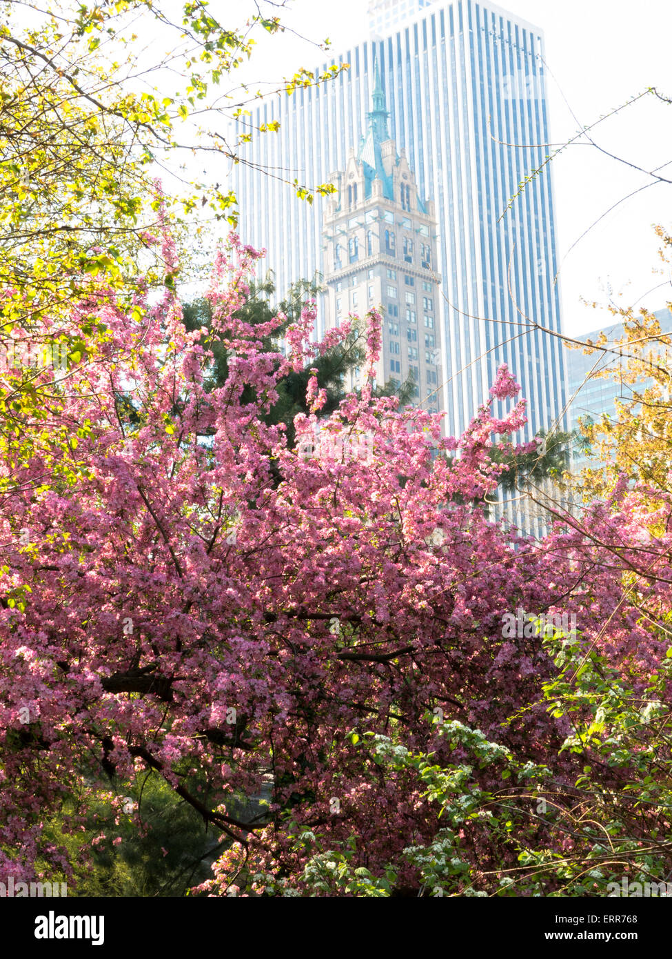 Fioritura di ciliegio, Central Park con Sherry Paesi Bassi e GM edifici in background, NYC, STATI UNITI D'AMERICA Foto Stock
