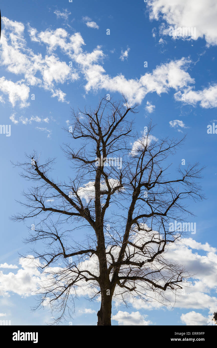 Albero sfrondato Silhouette raggiungendo verso un blu cielo nuvoloso con i suoi rami Foto Stock