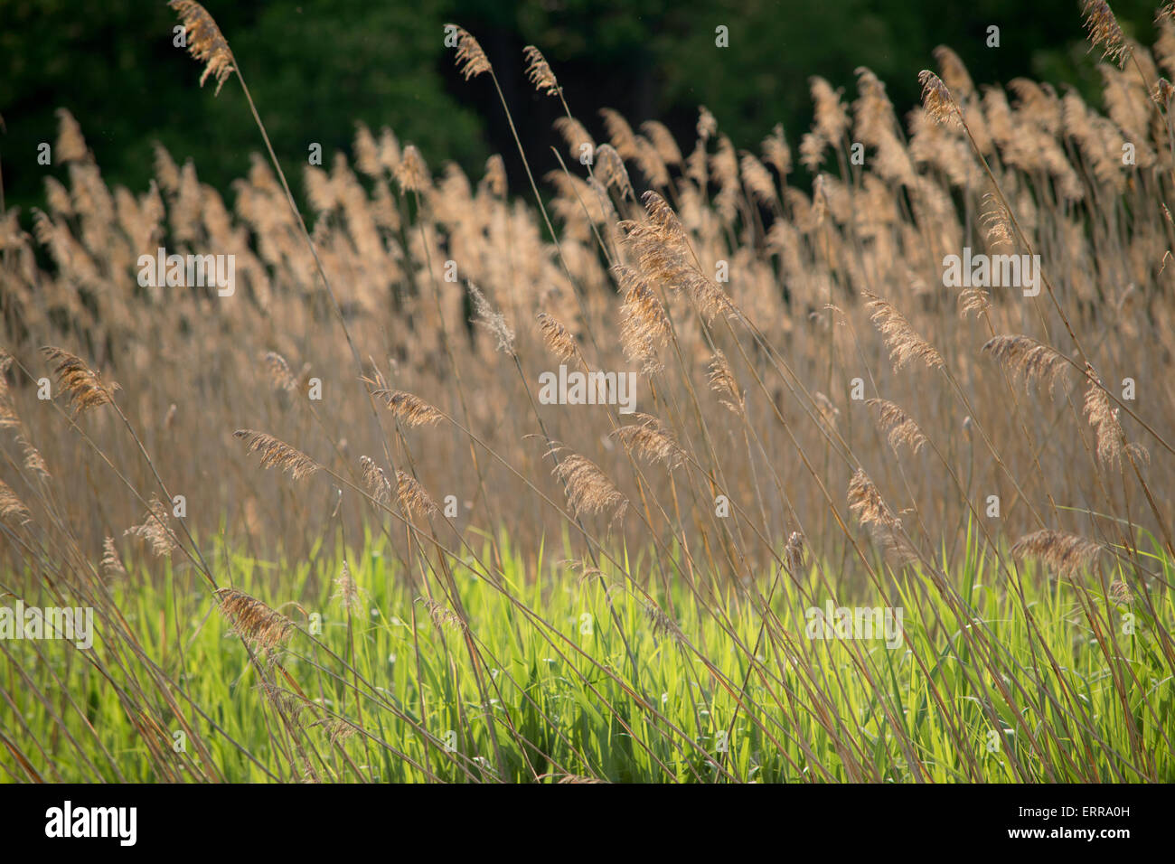 Cat tails, Isola di Iona, Hudson Valley, New York Foto Stock