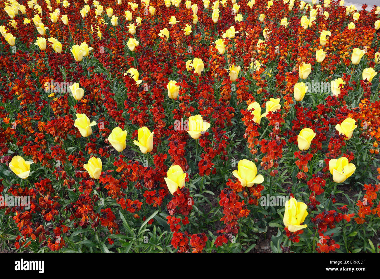 Giardino ornamentale con funzione di narcisi e Wallflowers Foto Stock