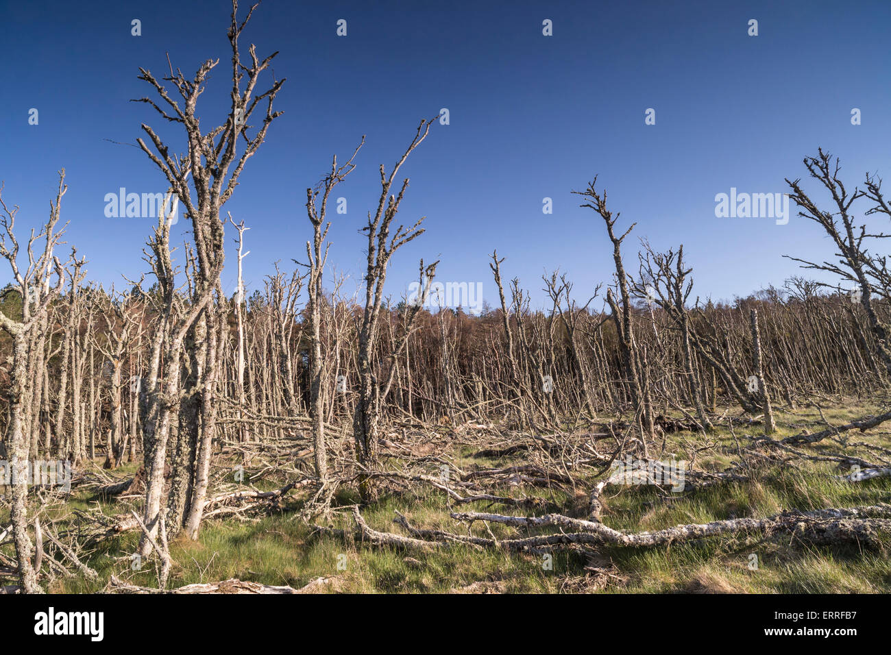 Foresta morto a Buckie Loch da Culbin spiaggia di Moray, Scozia. Foto Stock