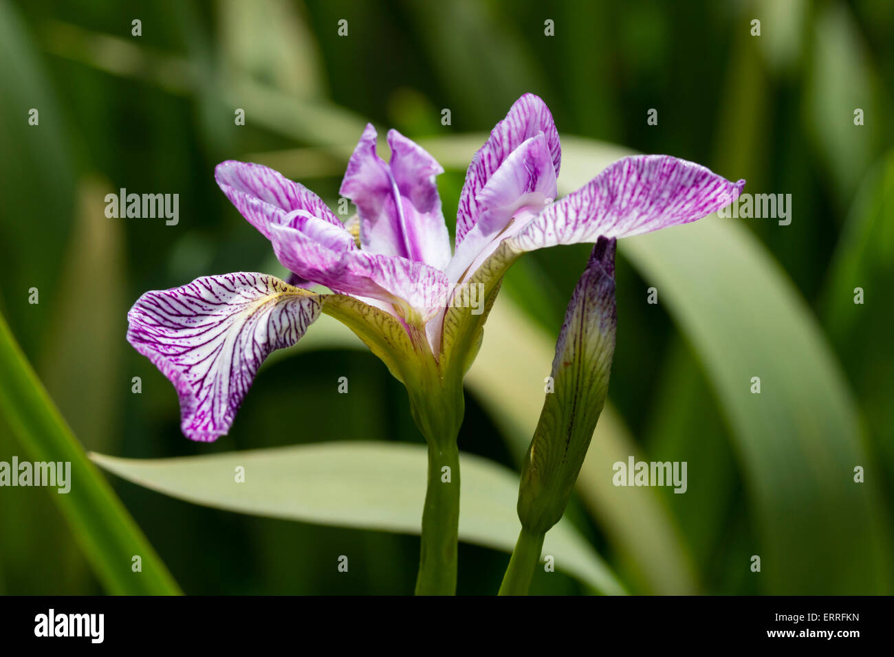 Elegante inizio estate fiore del marginale, Iris versicolor 'Scadenza' Foto Stock