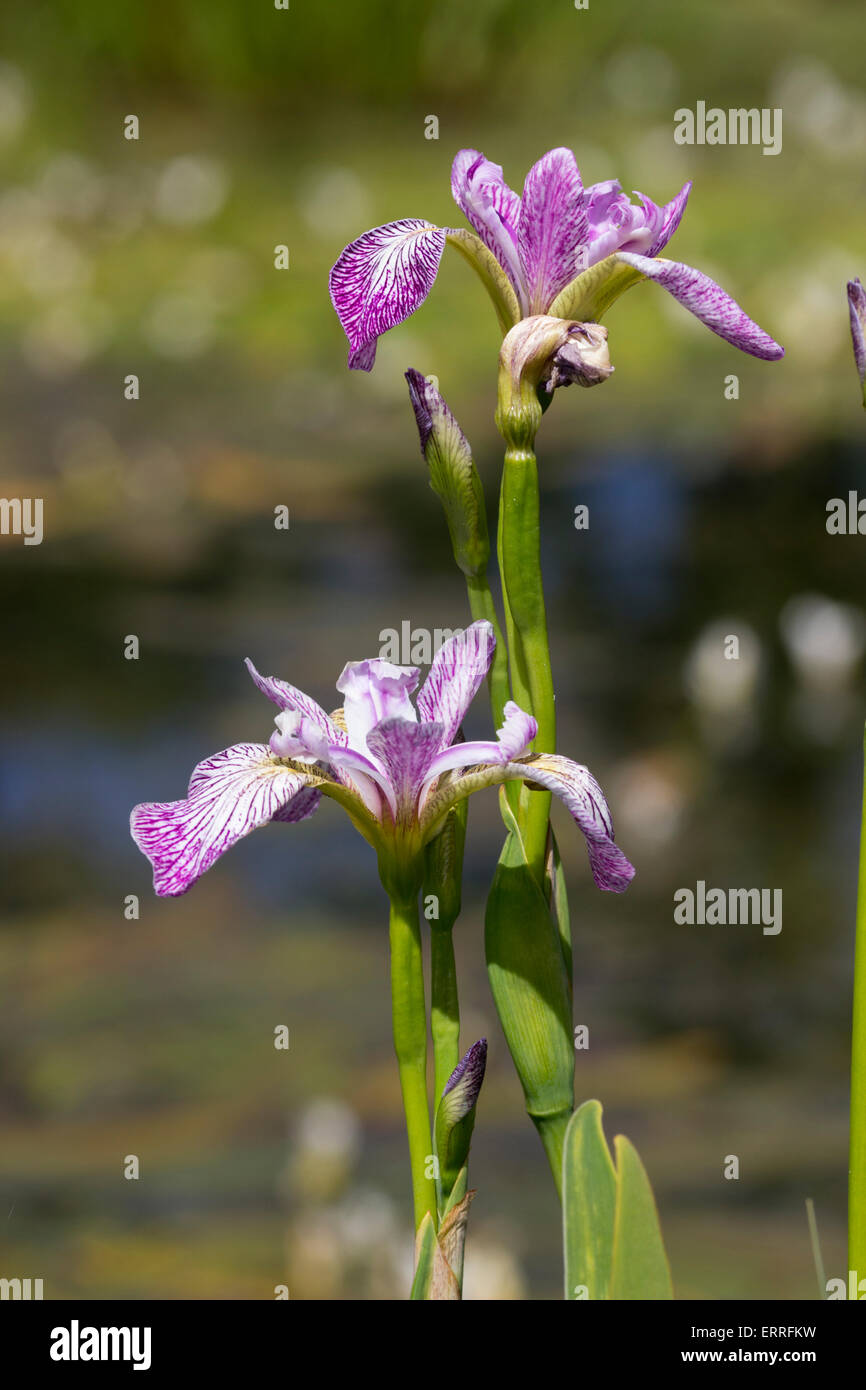 Elegante inizio estate fiori del marginale, Iris versicolor 'Scadenza' Foto Stock