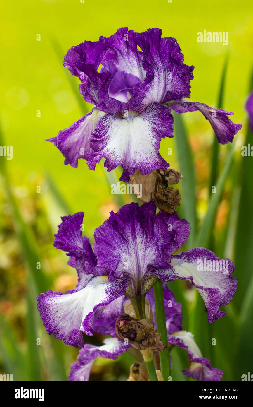 Viola e bianco tall barbuto iris (cultivar sconosciuta) in un giardino di Plymouth Foto Stock