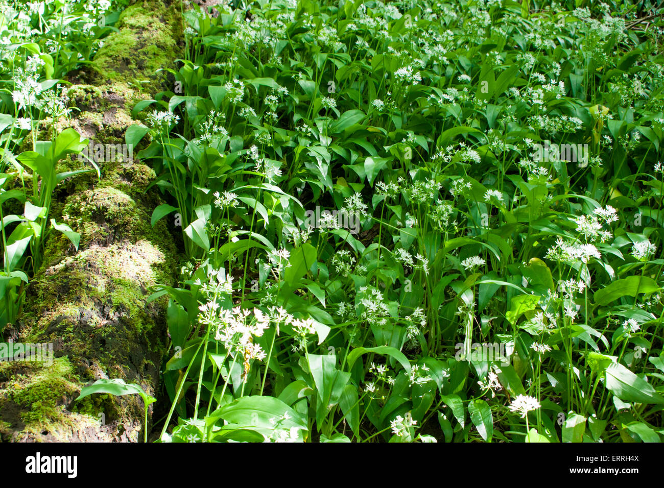 Allium ursinum - noto come ramsons, buckrams, aglio selvatico, di latifoglie, aglio Aglio in legno, portano il porro o l'aglio orsino Foto Stock