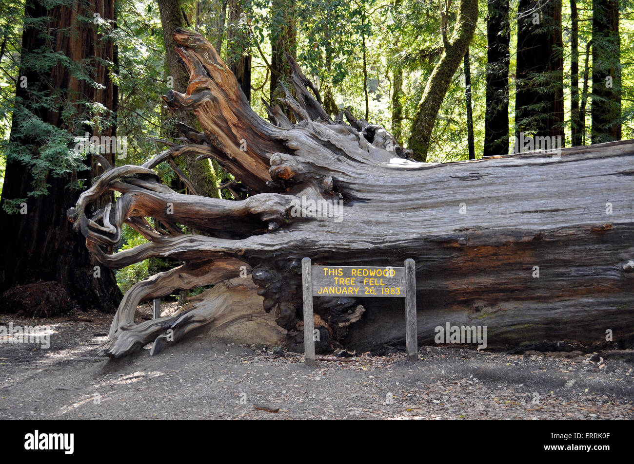 Caduto coast redwood tree, Big Basin Redwoods State Park, California Foto Stock