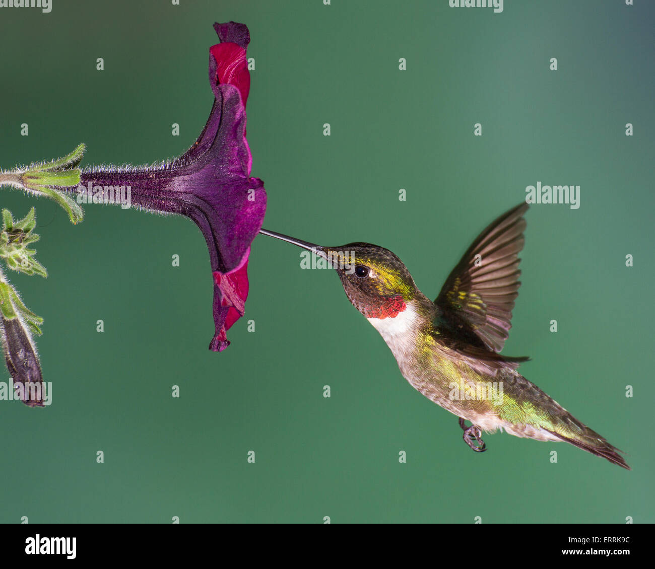 Un rubino-throated hummingbird la raccolta di nettare da una petunia. Foto Stock