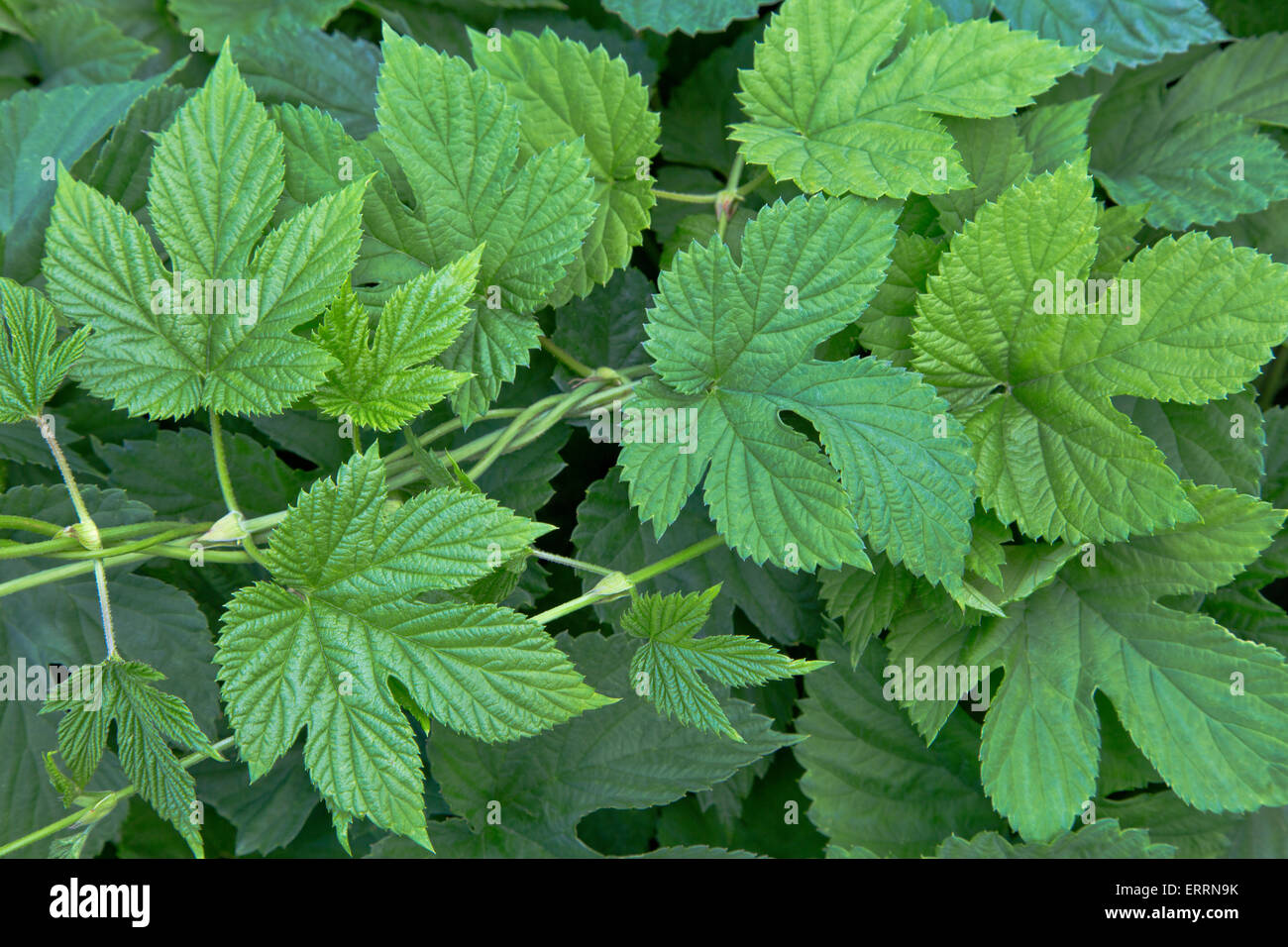 Hop nuovo di foglie di vite 'Humulus lupulus'. Foto Stock